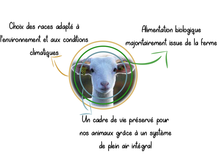 vente agneau bio ariège