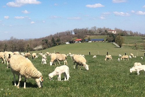 vente agneau bio ariège