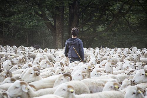 vente agneau bio ariège