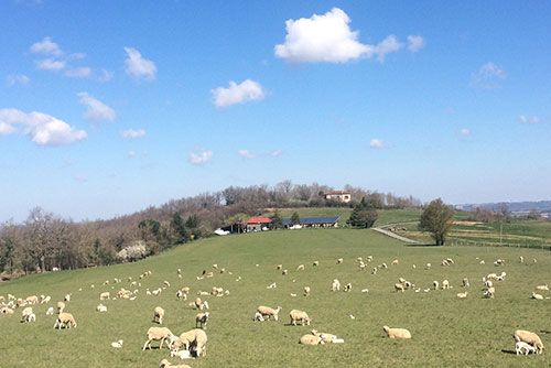 vente agneau bio ariège